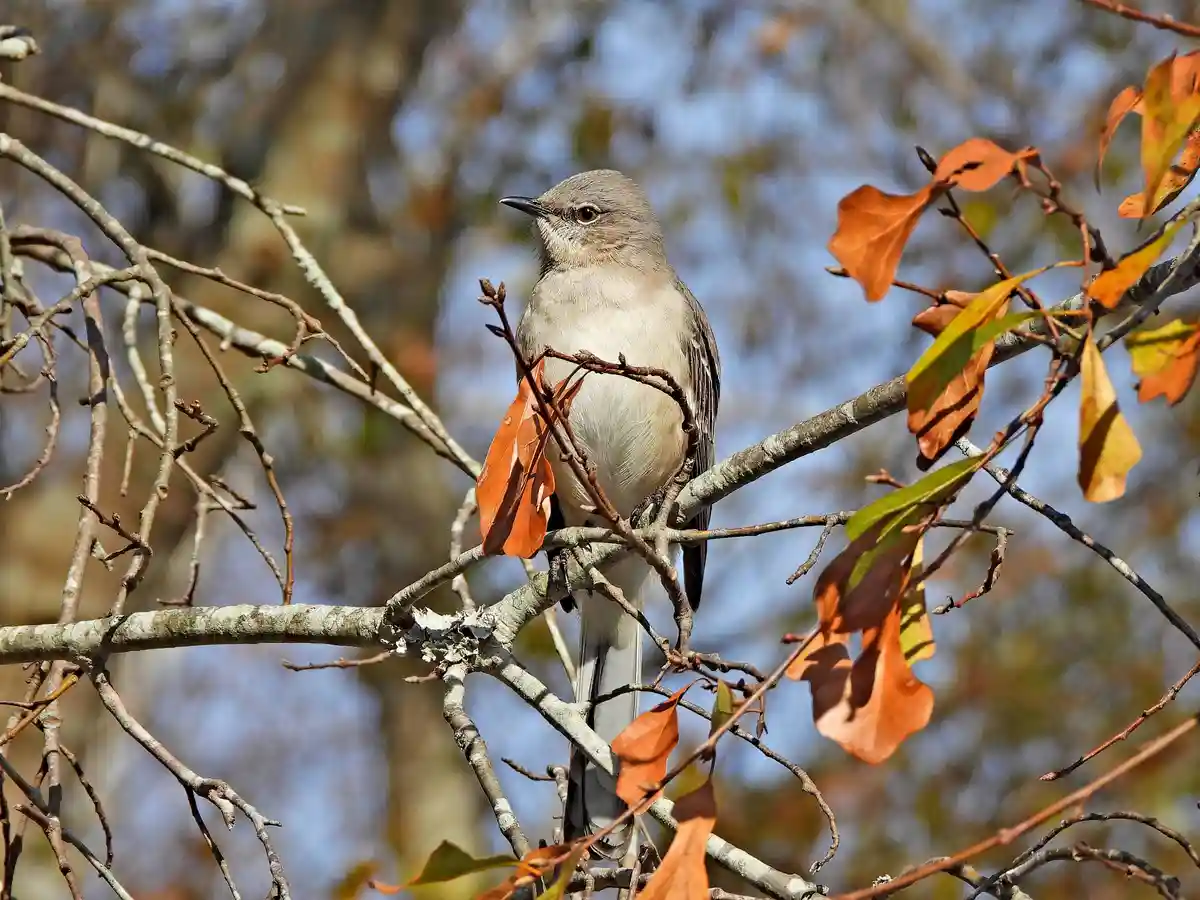 A small gray bird with a white belly and long tail perches on a tree branch surrounded by autumn leaves. The bird has a…