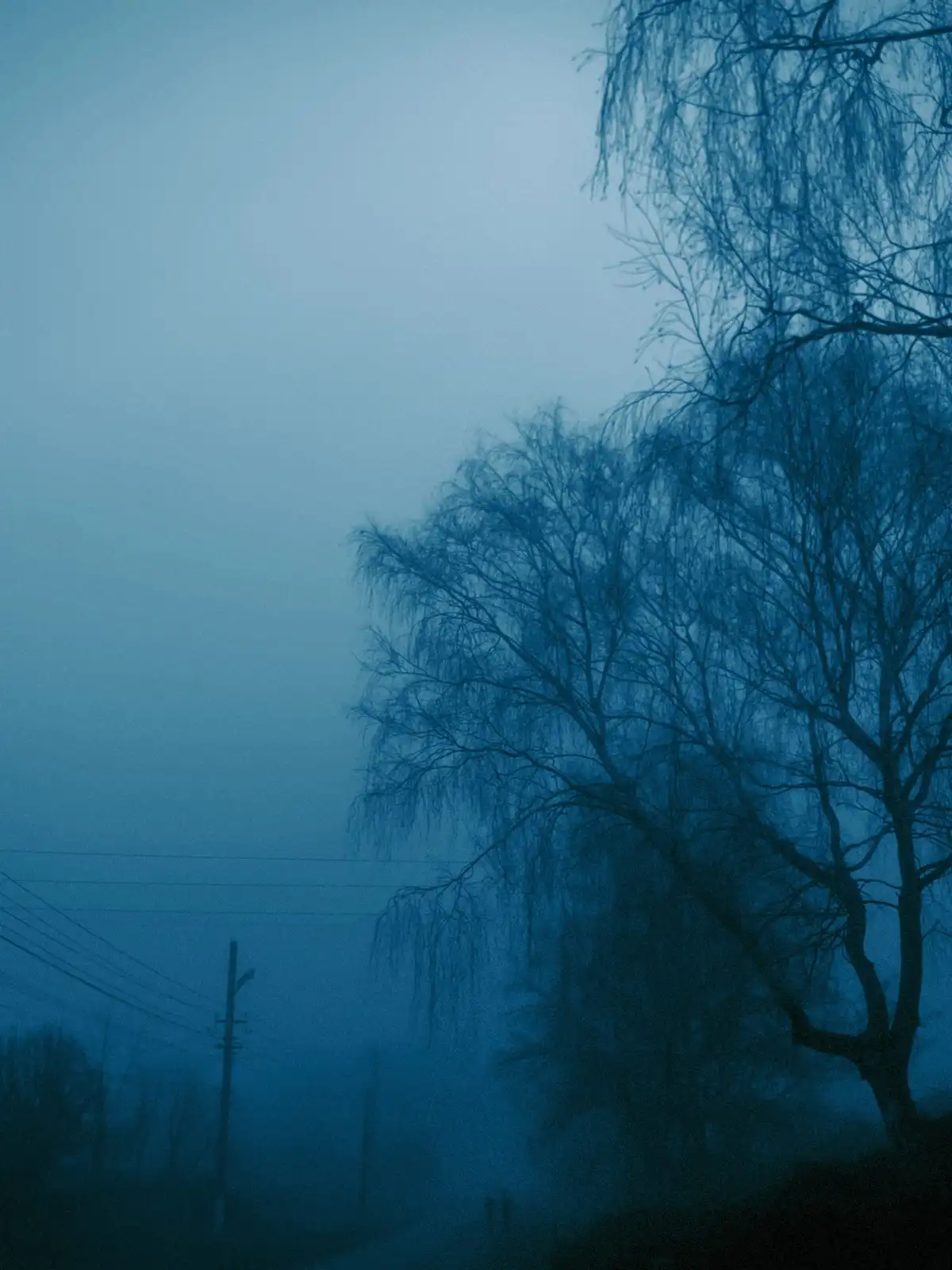 A moody, blue-tinted photograph shows bare, weeping willow branches against a foggy, overcast sky, with utility poles and…