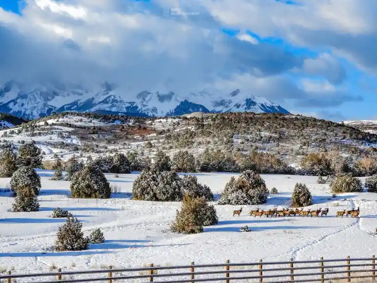 A wide, scenic photograph shows a herd of elk walking in a single-file line across a snow-covered field dotted with…