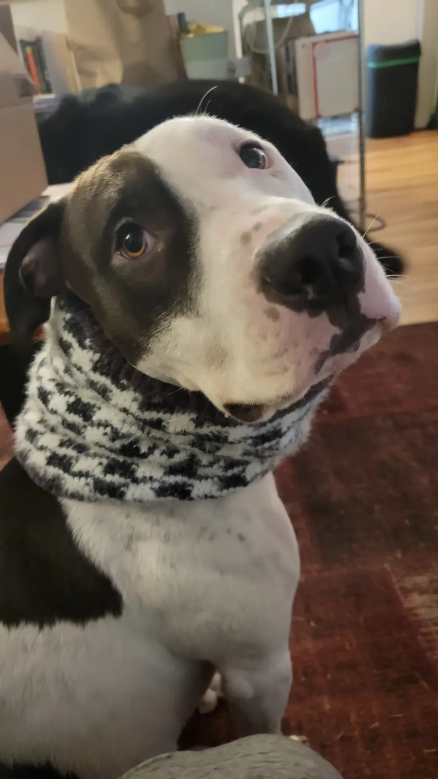 A close-up photo of a black and white dog wearing a black and white patterned scarf, looking upward with wide, pleading…