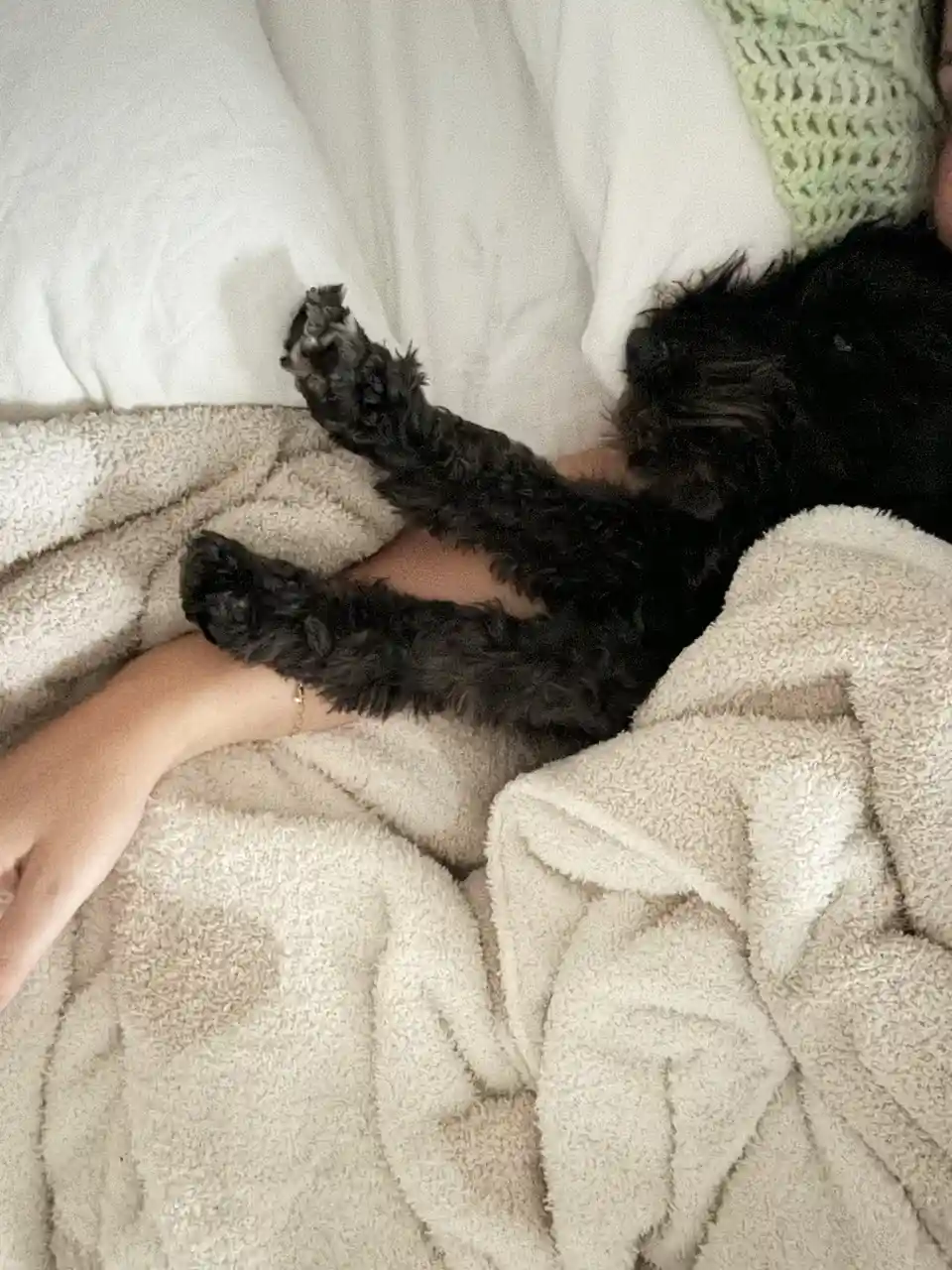 A black, curly-haired dog is lying on its back on a bed, with its front paws stretched out and resting on a person's arm…
