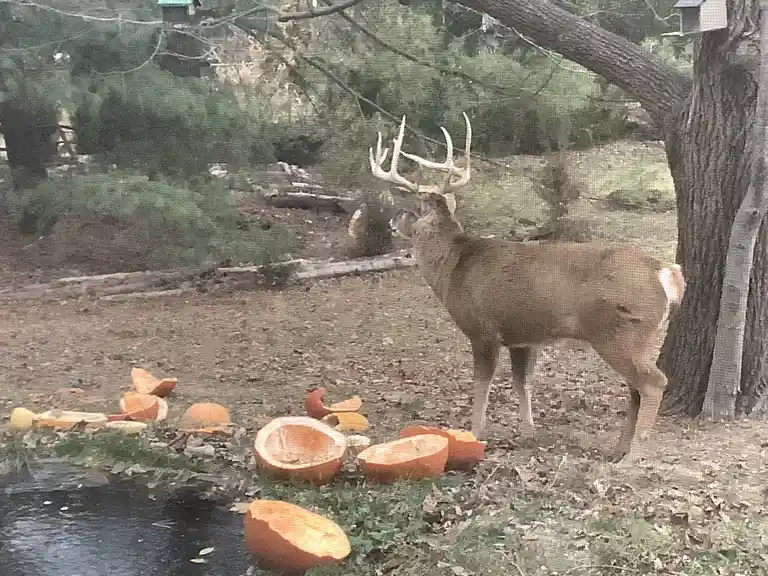 A large buck with prominent antlers stands near a tree in a wooded area, surrounded by numerous cut-open pumpkins on the…