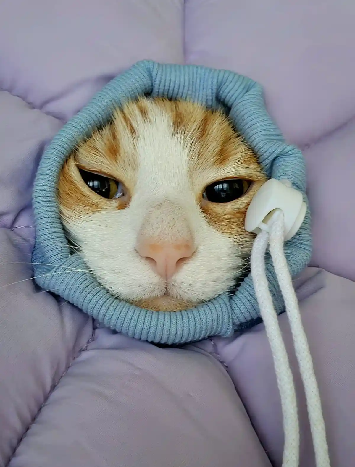 A close-up of a ginger and white cat with large, droopy eyes looking directly at the camera, its head encircled by the hood…