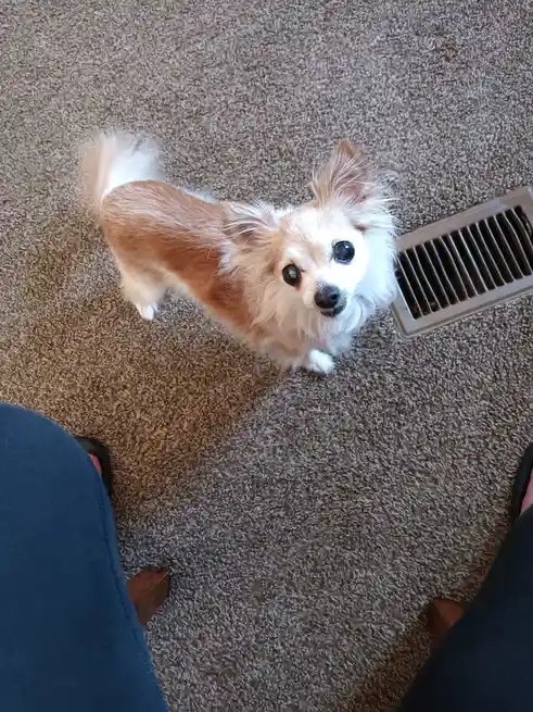 A small, fluffy dog with white and light brown fur looks up at the camera with wide, expressive eyes from a carpeted floor…