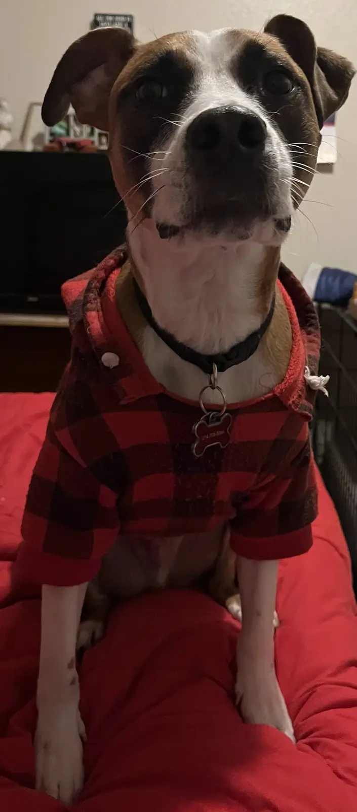 A brown and white dog with large, expressive eyes sits upright on a red bed, wearing a red and black plaid shirt with a…