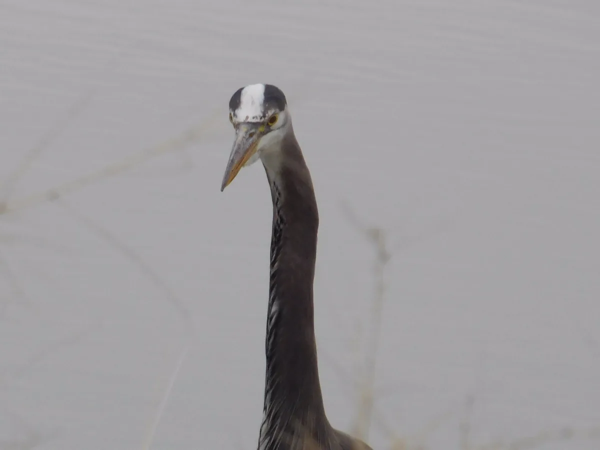 A close-up photo of a grey heron standing in water, looking directly at the camera with a serious expression. The bird has a…
