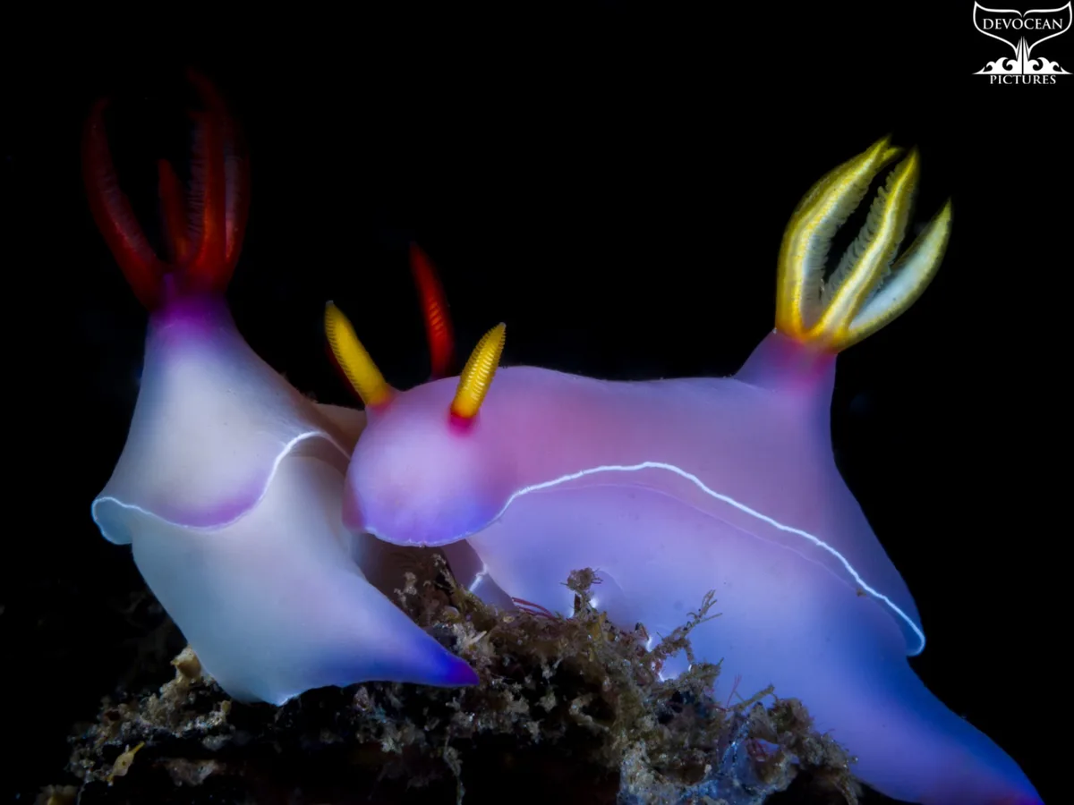 Two colorful, translucent sea slugs (nudibranchs) with vibrant red and yellow appendages are shown against a black…