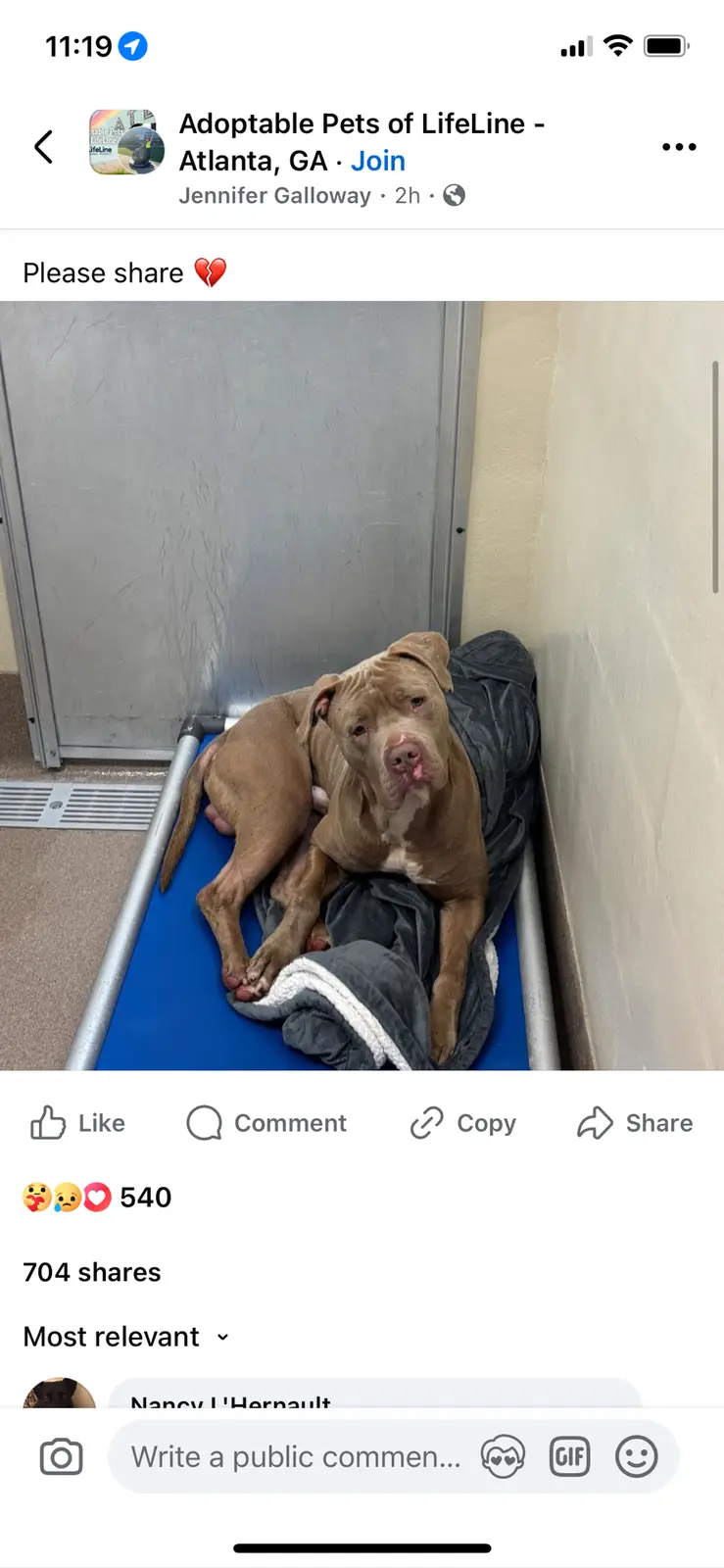 A brown pit bull-type dog with a sad, weary expression lies curled up on a blue kennel bed covered with a dark blanket…