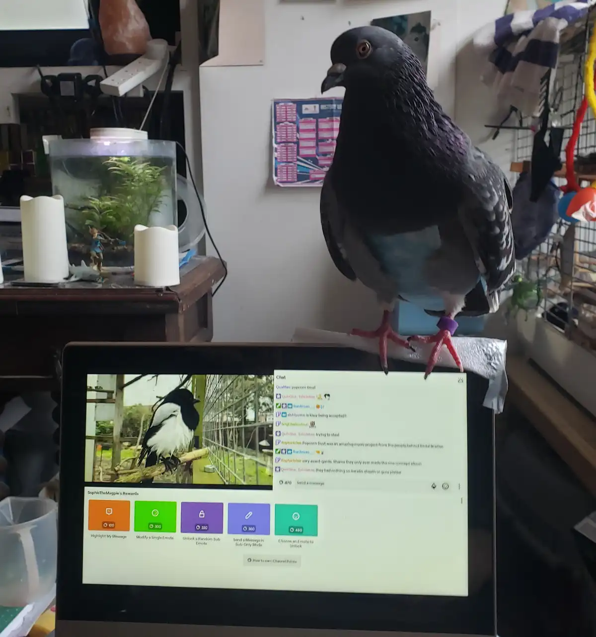 A live pigeon with iridescent feathers and a purple band perches on the edge of a laptop screen displaying a Twitch stream…