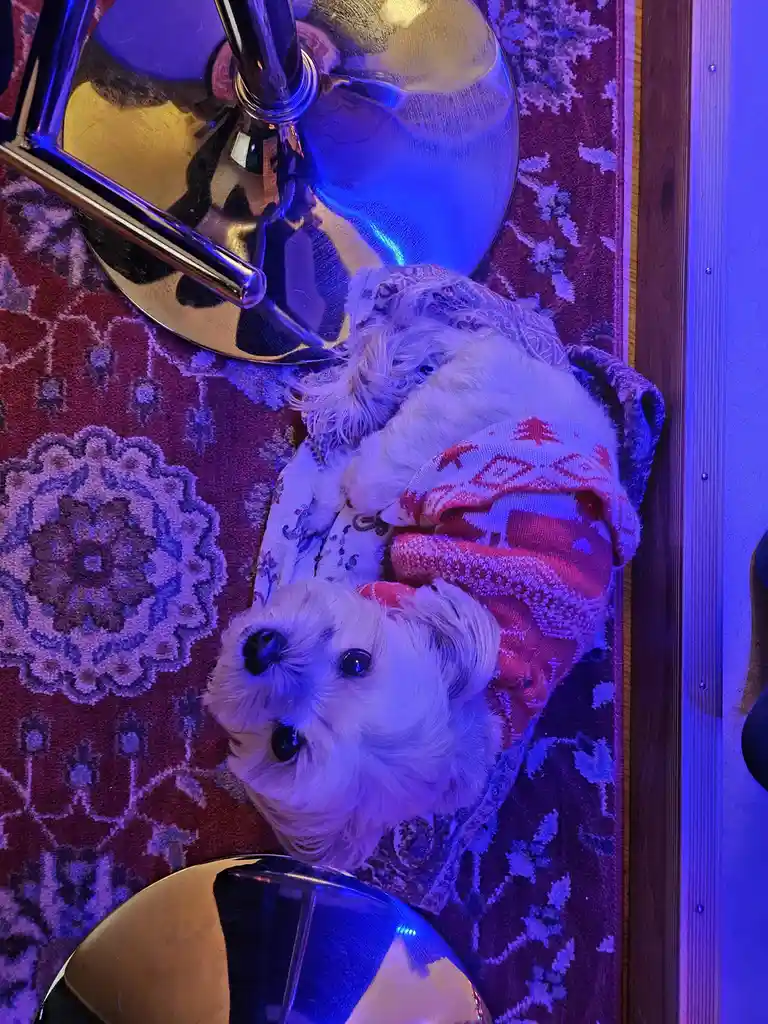 A small white fluffy dog wearing a red and white patterned sweater lies on a purple and red patterned rug, looking up with…