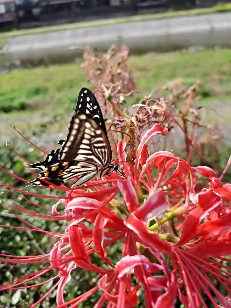 A black and white butterfly with yellow spots rests on a vibrant red spider lily flower with long, thin petals. The…