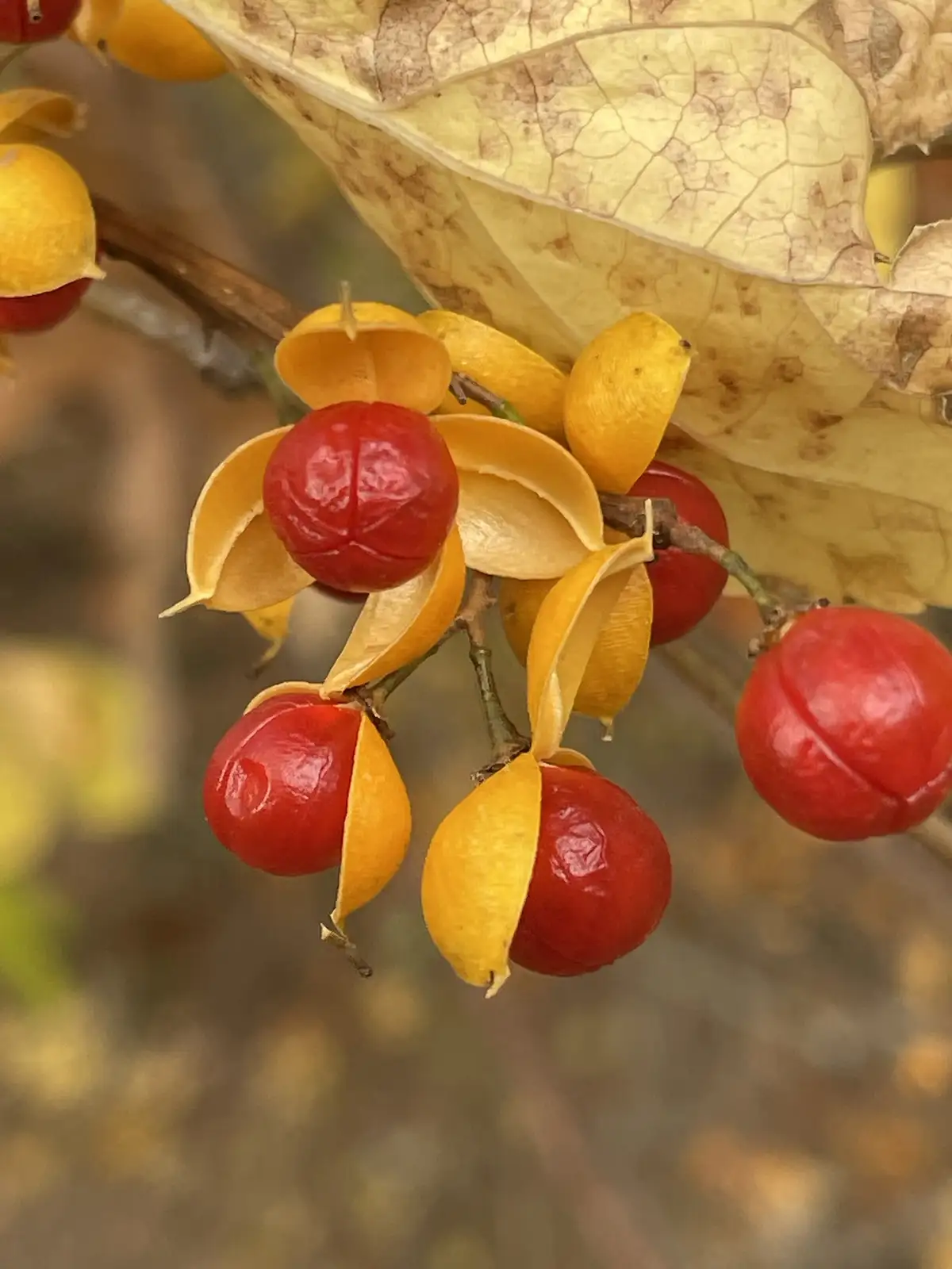 A close-up photo shows bright red, glossy berries nestled inside split-open, papery yellow husks on a branch, with a dry…