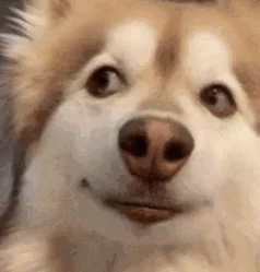 A grid of six identical close-up photos of a fluffy brown and white dog with a smug, slightly mischievous expression…