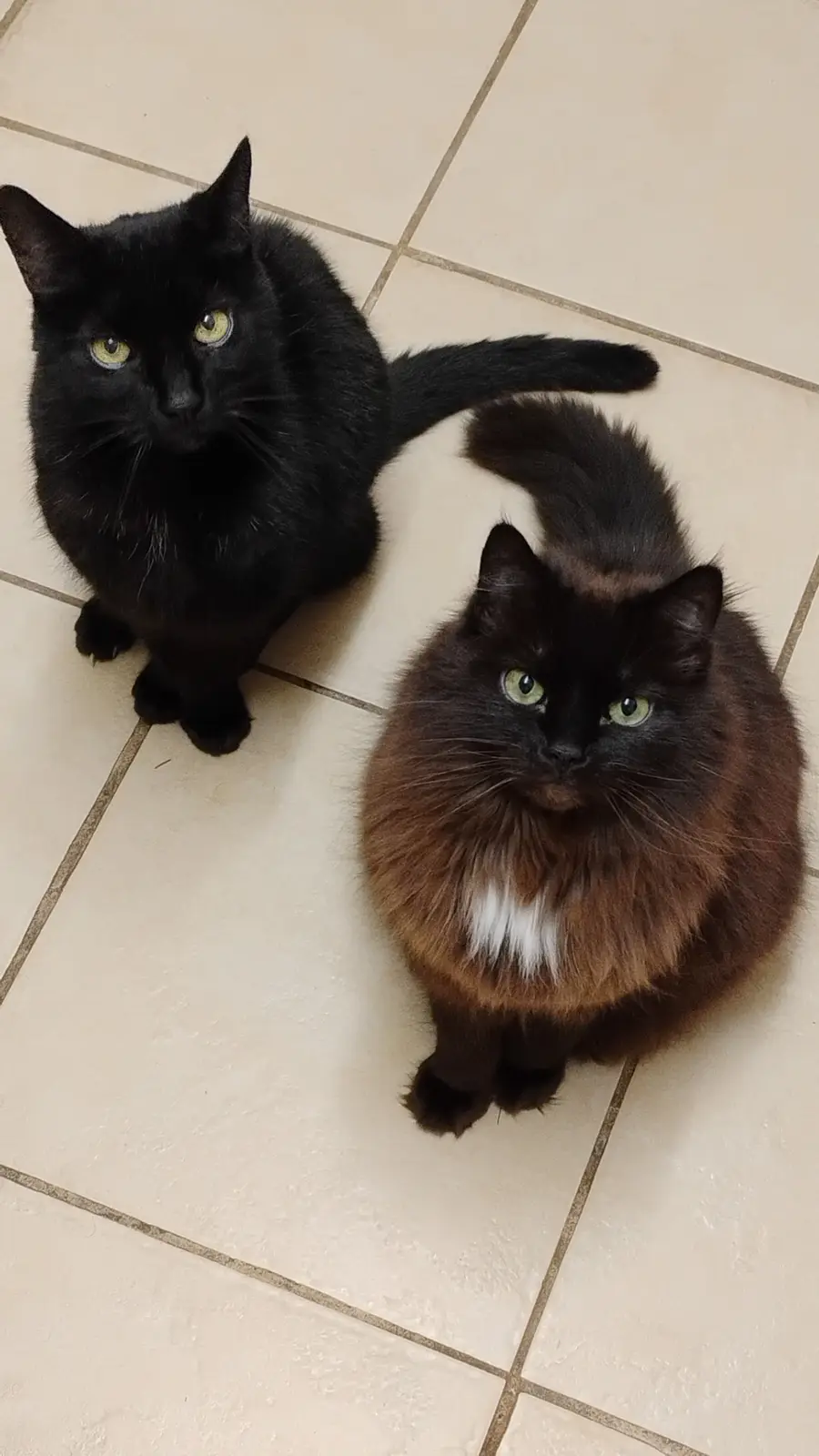 Two cats sit on a tiled floor, one solid black and one fluffy tortoiseshell with a white chest, both staring intently…