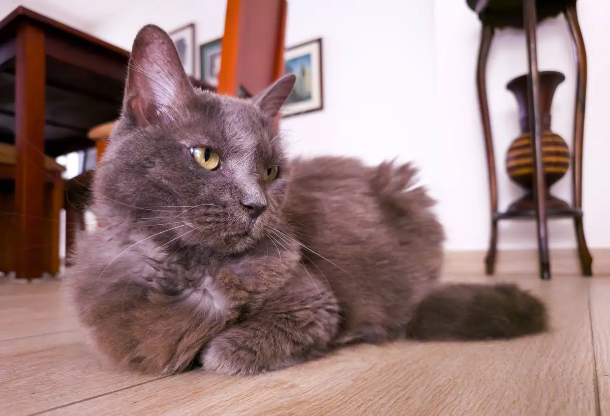 A fluffy gray cat lies on a wooden floor with a bored, unimpressed expression, looking off to the side. The overlaid text…