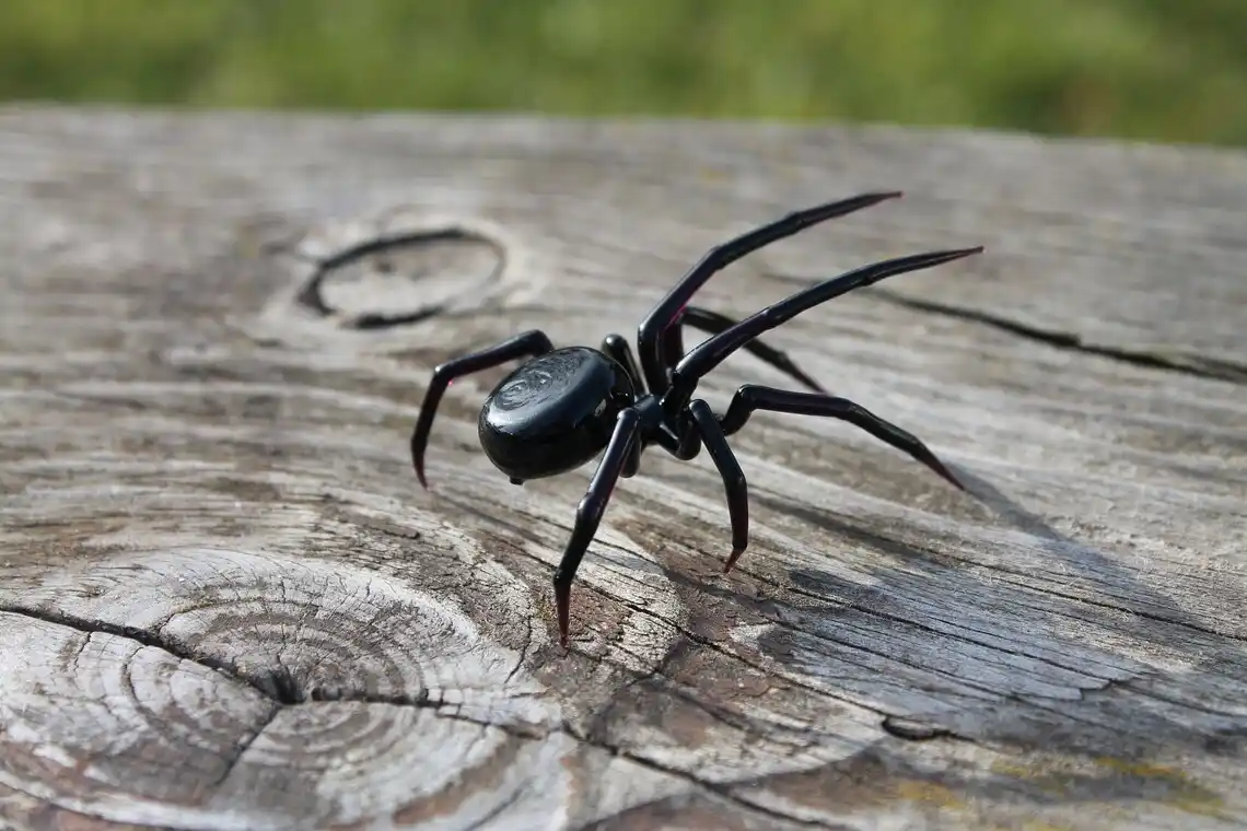 A glossy black spider with long legs is crawling on a weathered wooden surface with visible grain and knots. The background…