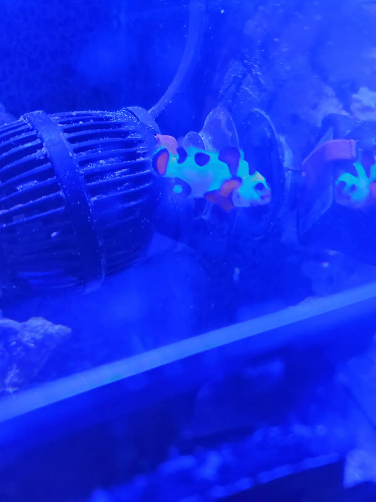 A clownfish swims in a blue-lit aquarium next to a black filter intake, with the overlaid text reading 'i'm not a clownfish…