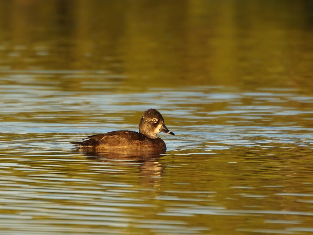 A brown duck with a white facial patch is swimming calmly on golden-hued water, its reflection visible. The image has the…