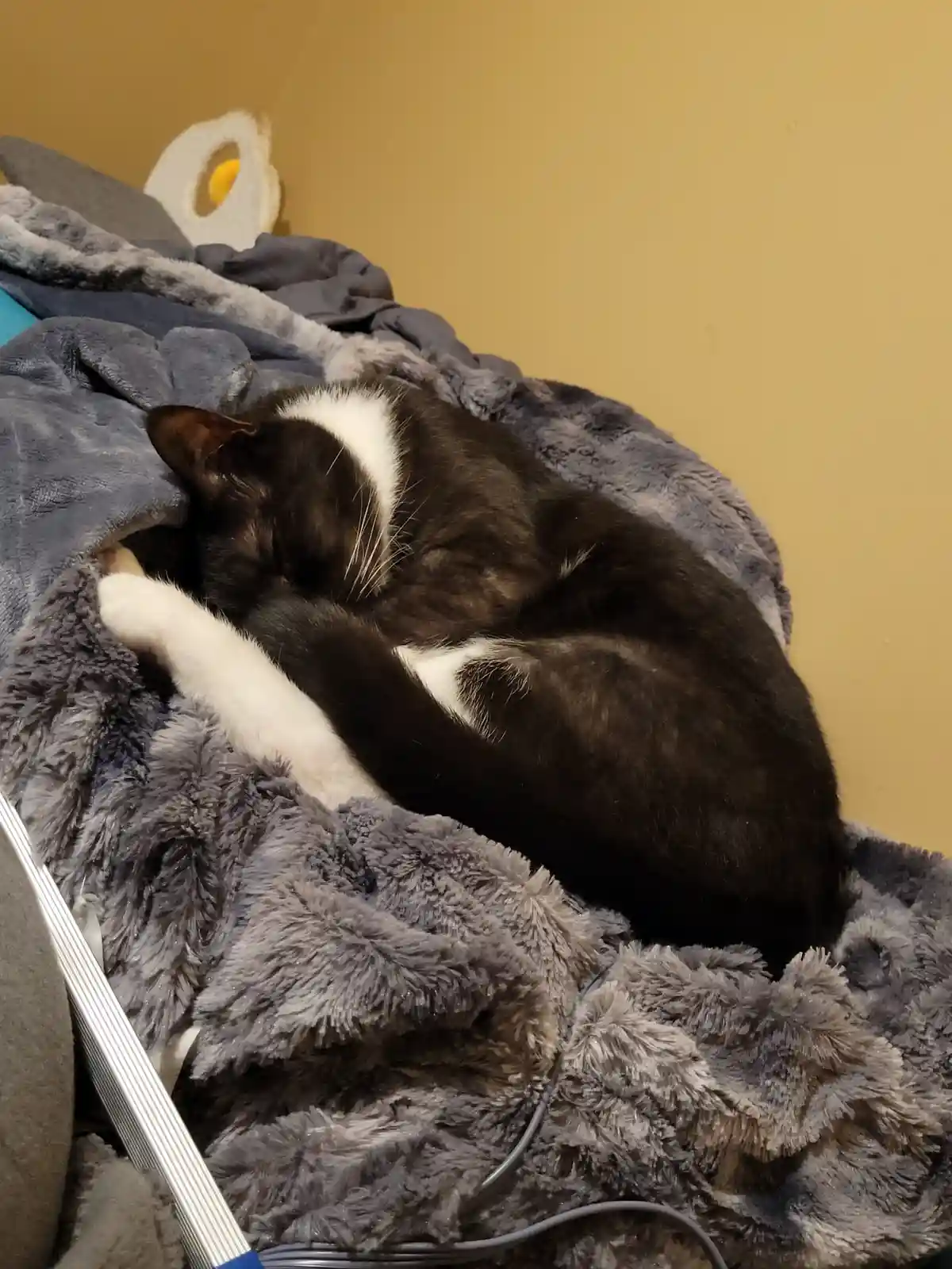 A black and white cat is curled up and sleeping soundly on a fluffy gray blanket, with one paw visible. In the background, a…