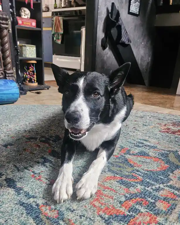 A black and white dog with pointed ears and a slightly open mouth sits on a colorful patterned rug in a home kitchen. The…