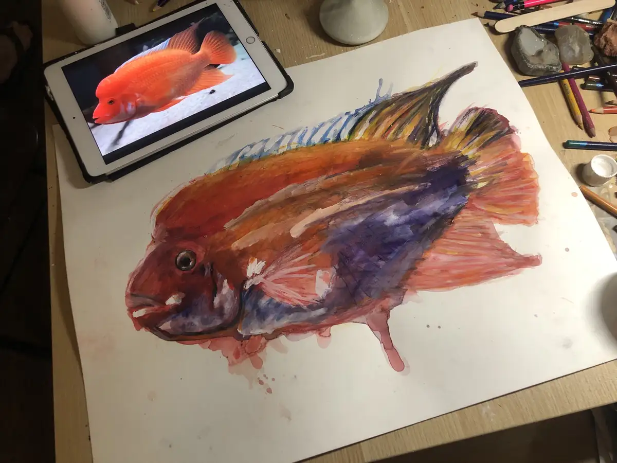 Currently Working on This Stunning Cichlid
