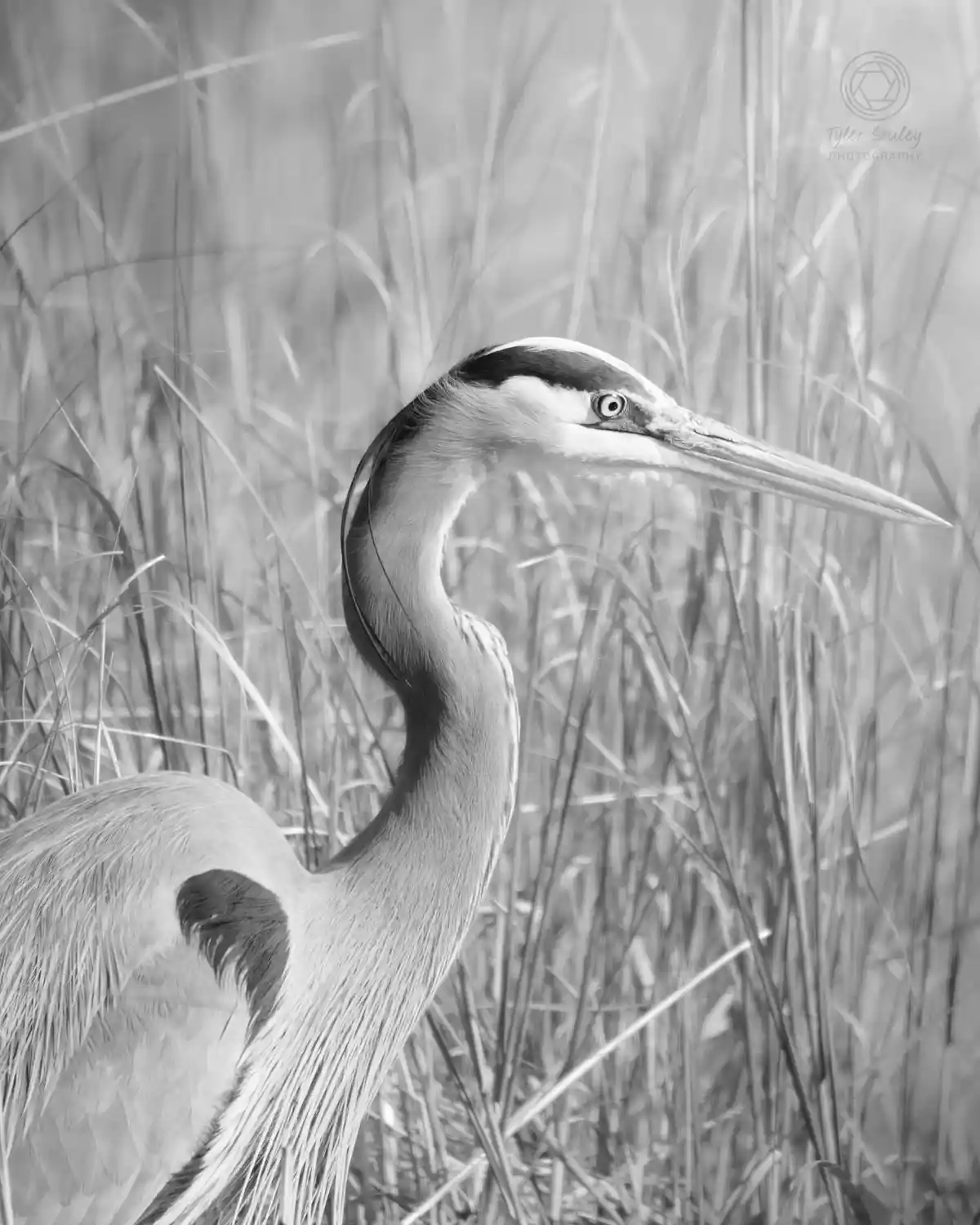 A black and white photograph of a great blue heron standing in tall grass, its head turned slightly to the side. The bird's…
