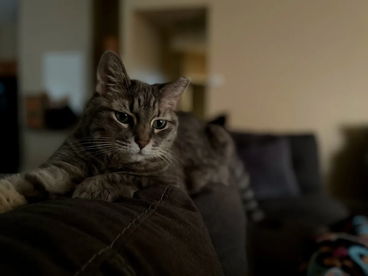 A gray tabby cat with green eyes sits on a dark couch, looking directly at the camera with a stern, unimpressed expression…