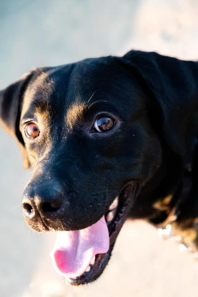 A close-up photo of a black dog looking directly at the camera with its mouth open and tongue out, appearing happy or…