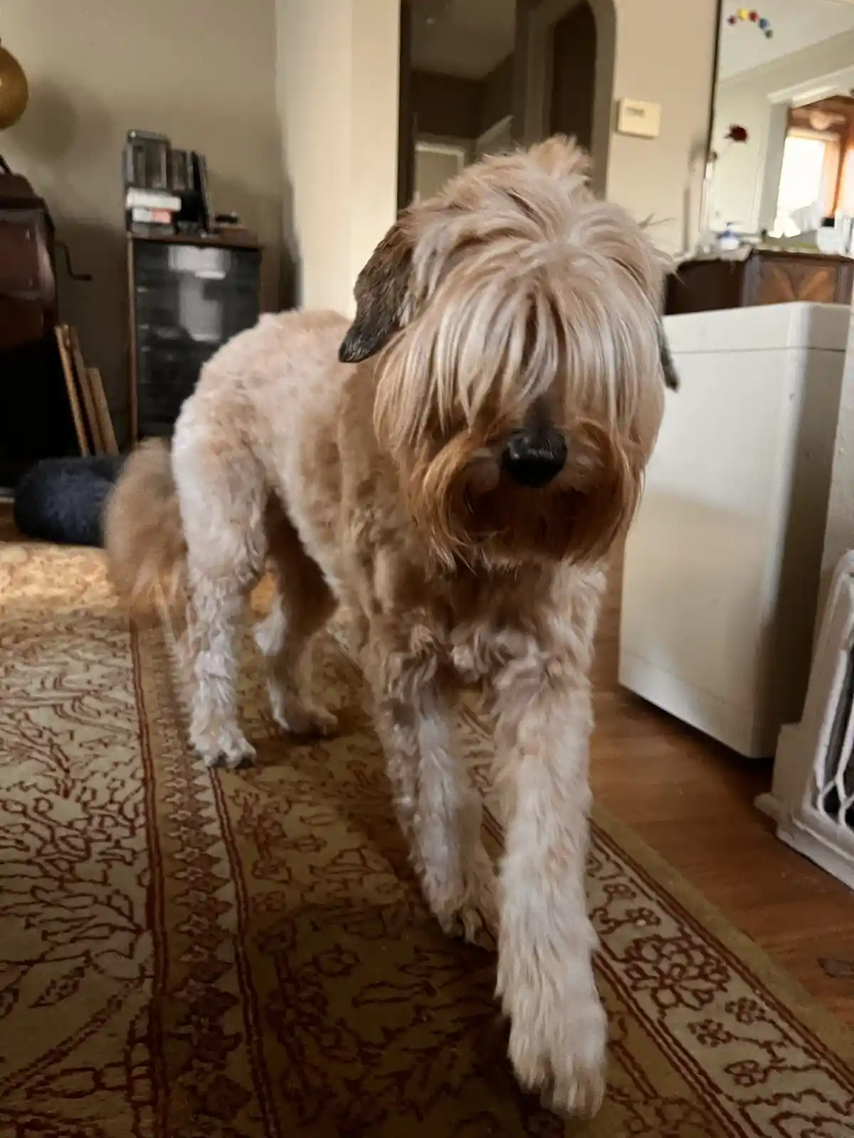 A shaggy, light-brown dog with long hair obscuring its eyes stands on a patterned rug indoors, one front paw lifted as if…