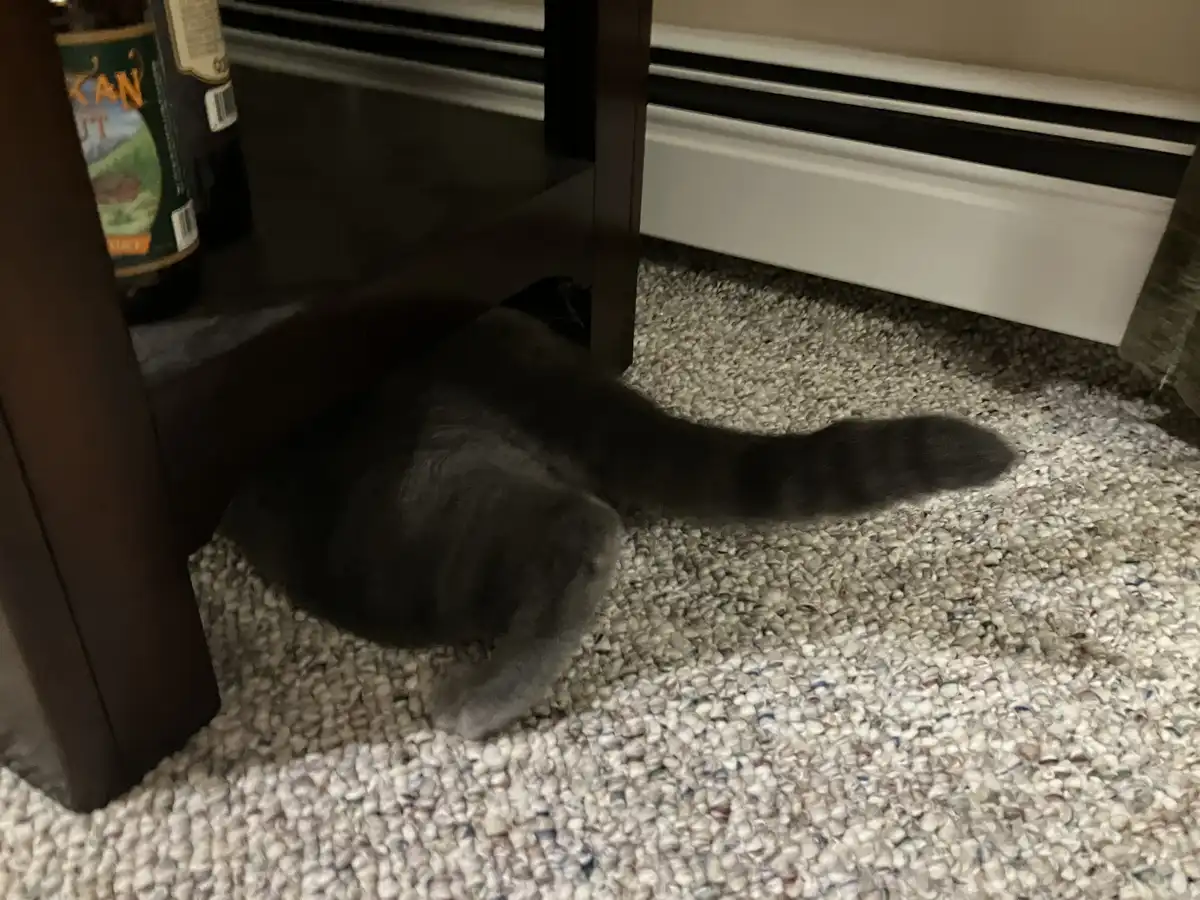 A gray cat is curled up and mostly hidden under a dark wooden table on a speckled carpet, with only its tail and part of its…