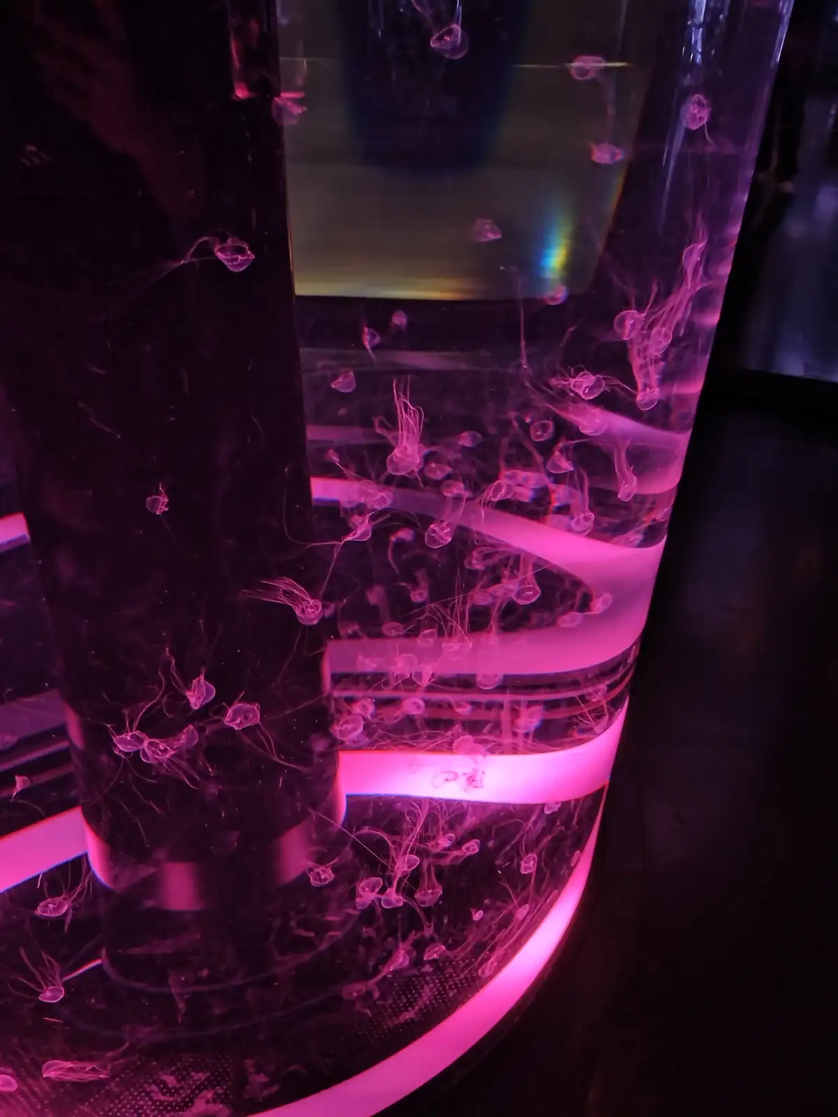 A tall cylindrical aquarium illuminated with pink light contains dozens of small, translucent jellyfish floating in water…