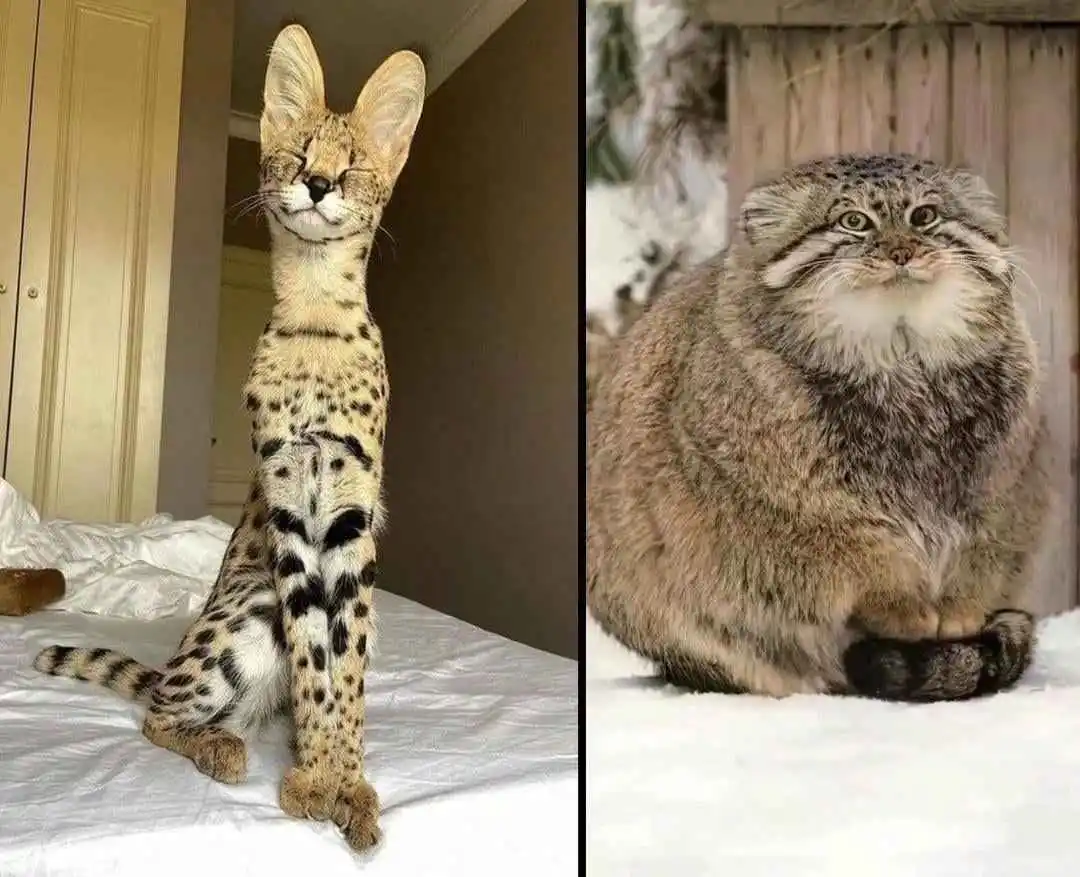 The image is a side-by-side comparison of two cats: on the left, a tall, slender serval cat with large ears and spotted fur…