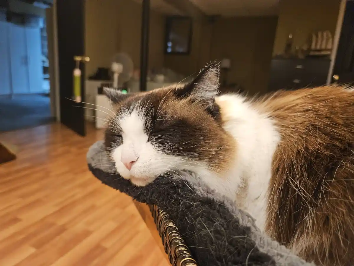 A fluffy brown and white cat is peacefully sleeping with its eyes closed, resting its head on a dark grey, fuzzy cushion…