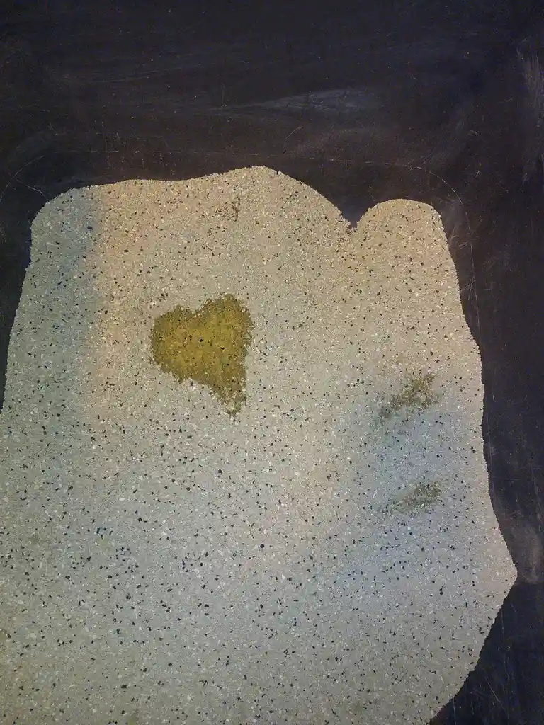 When Your Cat Shows You Just How Much They Love You...