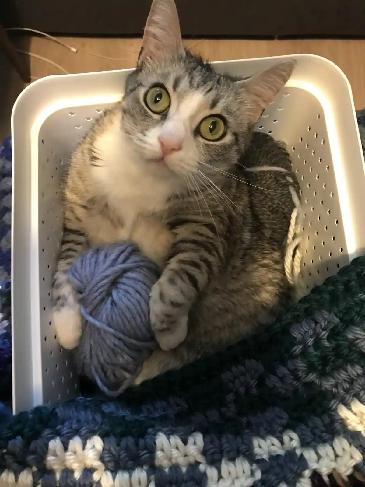 A gray and white tabby cat with wide, startled green eyes sits curled up inside a white plastic colander, holding a large…