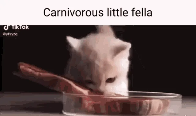 A compilation of six frames shows a small white kitten enthusiastically eating a large piece of raw meat from a clear glass…