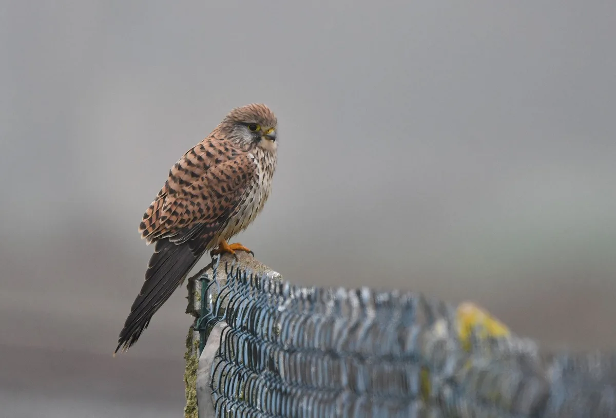 A small brown and black speckled bird, likely a kestrel, perches on top of a wire fence post against a gray, out-of-focus…