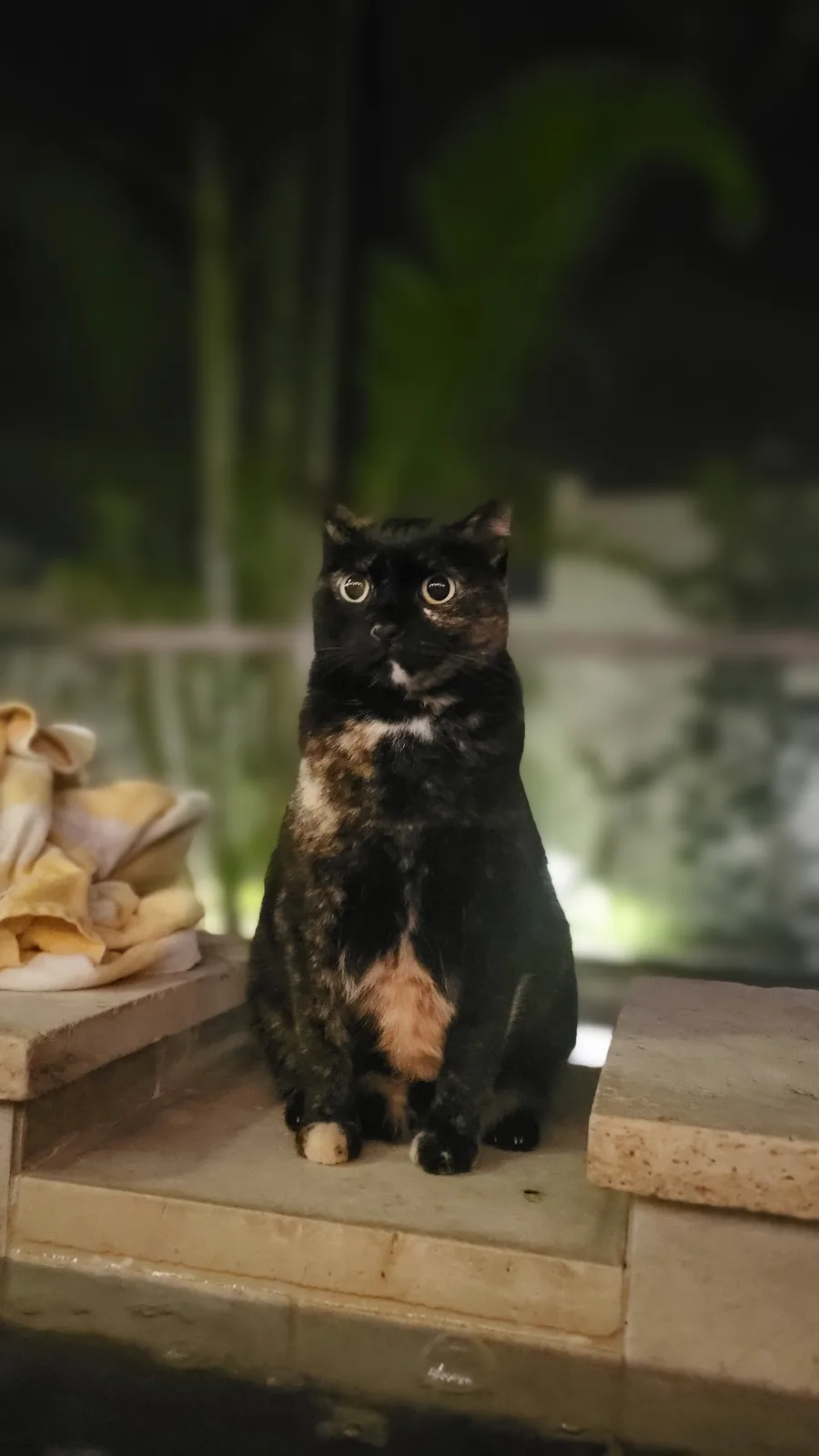 Cozette's Cake Day: Lost in Thought with a Side of Steam