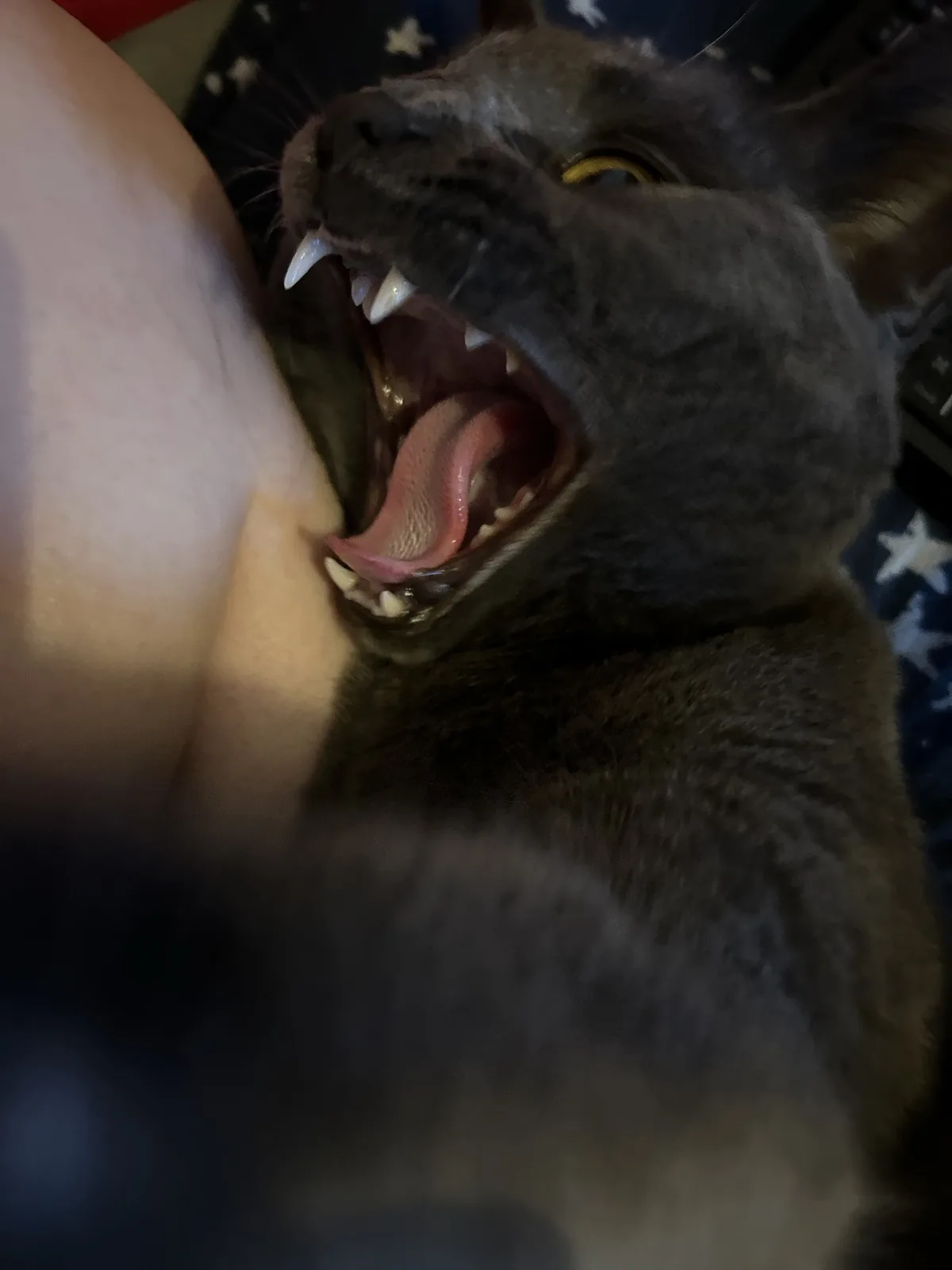 A close-up photo shows a dark gray cat with its mouth wide open, revealing sharp teeth and a pink tongue, appearing to be…