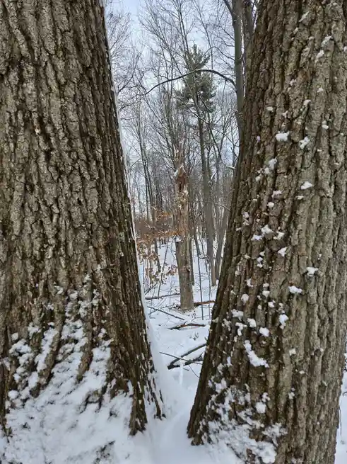 A snowy forest scene framed by two large tree trunks, with a path visible between them. The trees have rough bark and…