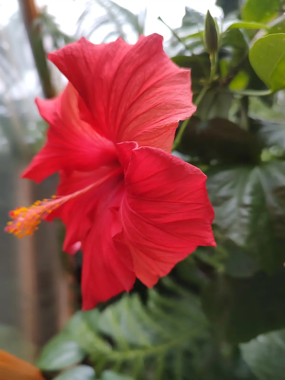 A close-up photograph shows a vibrant red hibiscus flower in full bloom, with its large, layered petals and a long stamen…