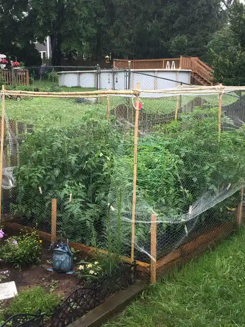 A backyard garden bed filled with tall green tomato plants is covered by a white mesh netting stretched over bamboo poles…