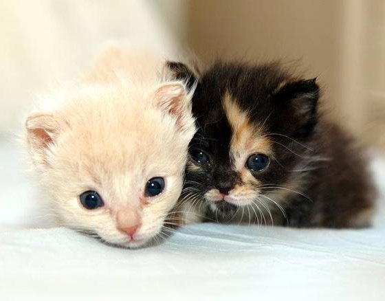 Two very young kittens, one cream-colored and one calico, are lying close together on a white surface, looking directly at…