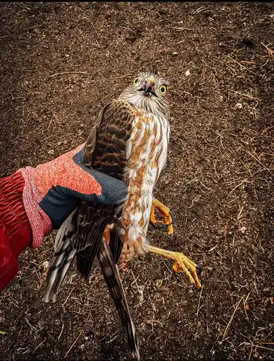 What If a Hawk Was Just a 'What the Fawk'?