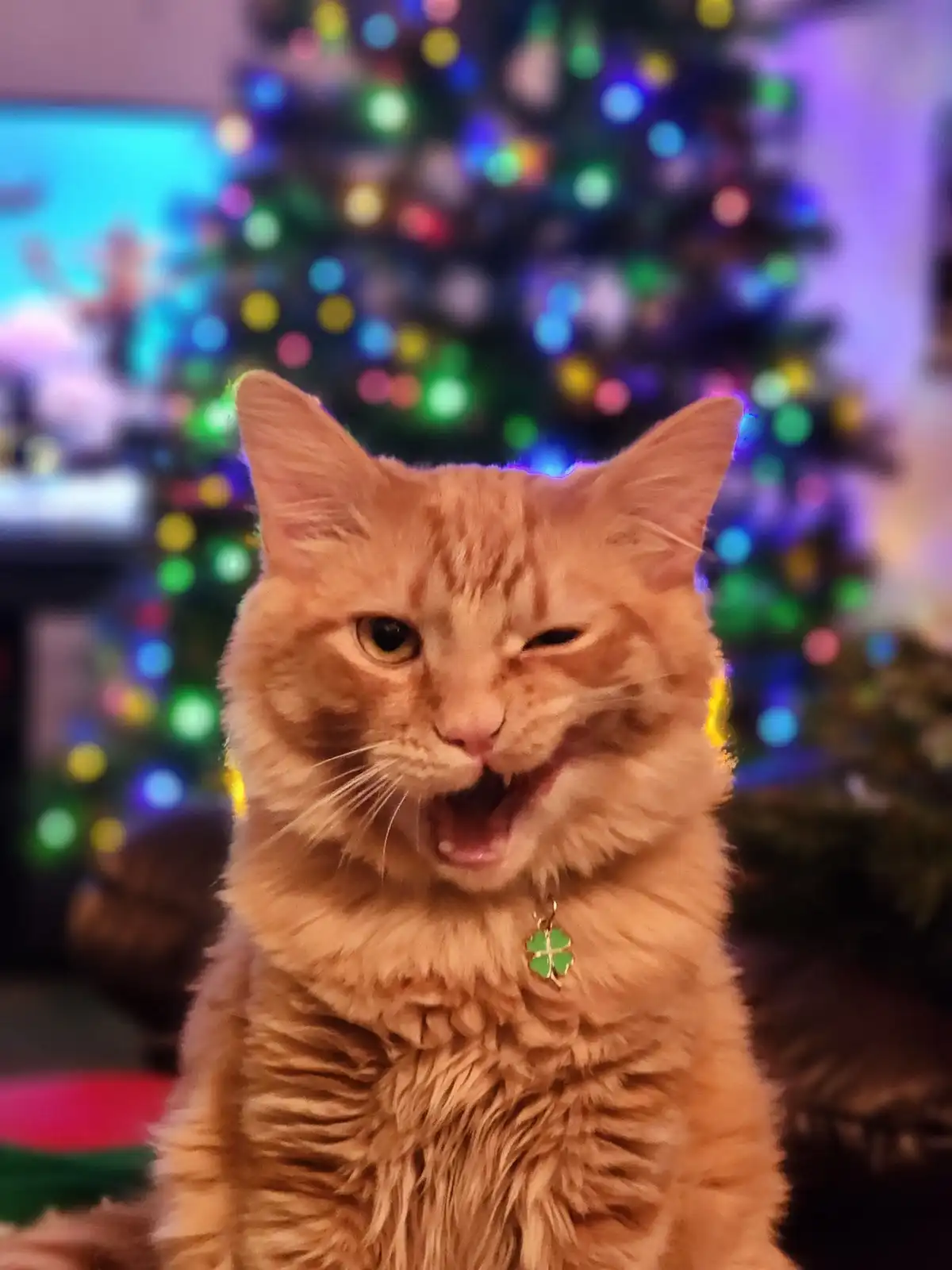 Adorable Christmas Cat Selfie Alert!