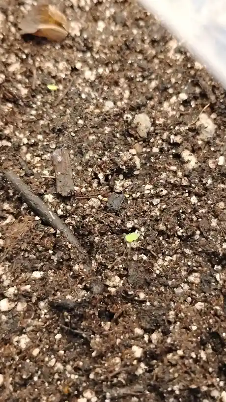 A close-up photo shows a tiny green sprout emerging from dark, granular soil mixed with small white particles and bits of…