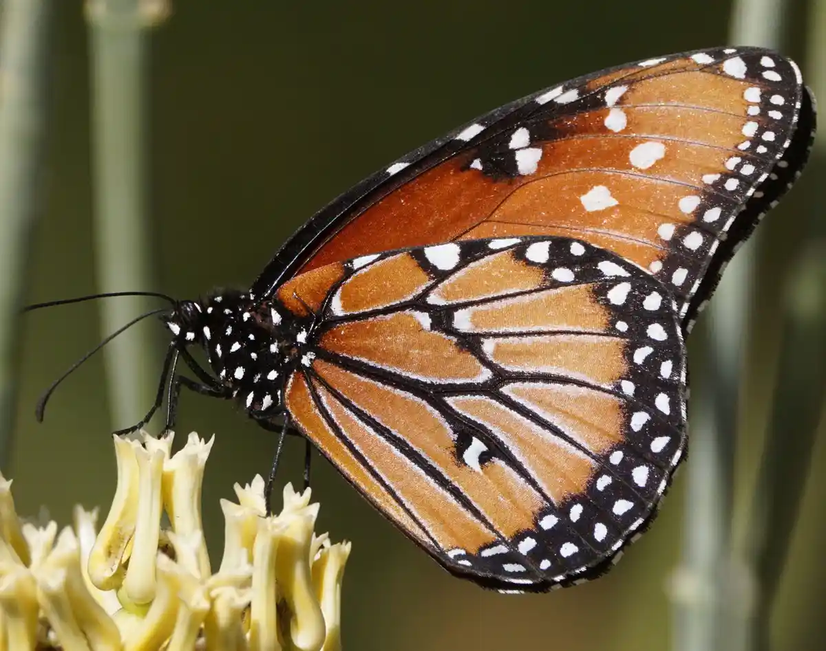 A monarch butterfly with orange wings, black veins, and white spots is perched on a cluster of pale yellow flowers. The…
