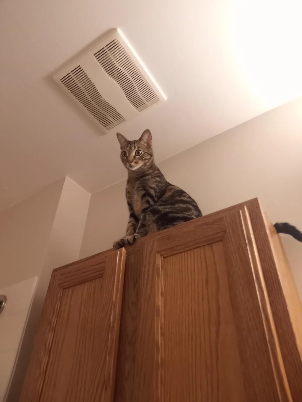A tabby cat with wide, startled eyes sits atop a wooden cabinet, looking down at the camera. Its tail is visible extending…