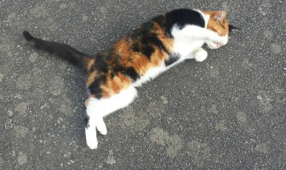 A calico cat with black, orange, and white fur is lying on its side on a gray asphalt surface, appearing to be asleep with…