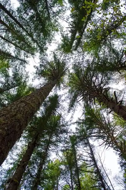 A low-angle photograph looking up through a dense forest canopy, showing tall trees with mossy trunks and green foliage…